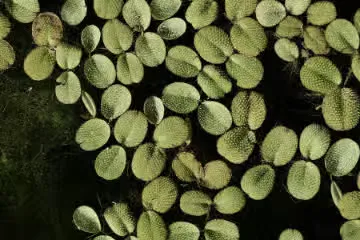 QificAI